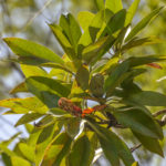 Sweet Bay - Magnolia virginiana - Juniper Creek