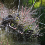 Tillandsia on fallen log - Deep Creek