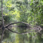 Tree Arch over Black Creek