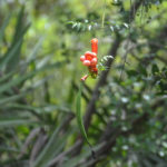 Trumpet Creeper with Seed Pod