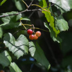 Wild Grapes - North Fork Black Creek