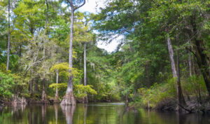 Bald Cypress in the Santa Fe River