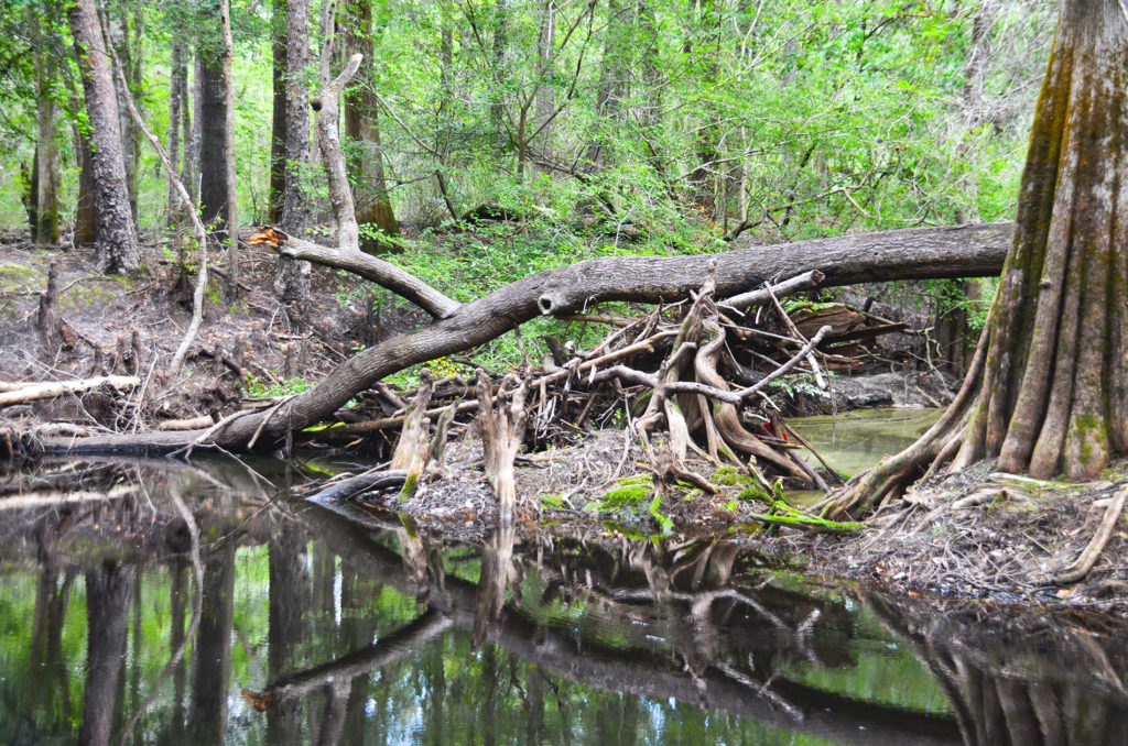 Blockage on Olustee Creek