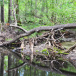 Blockage on Olustee Creek