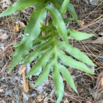 Cabbage Palm Fern - Phlebodium aureum