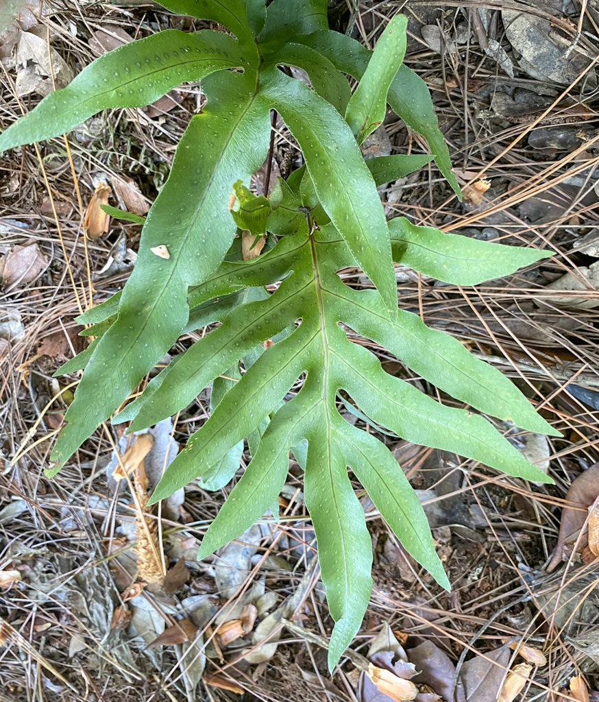 Cabbage Palm Fern - Phlebodium aureum