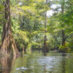 Cypress in the Upper Santa Fe River