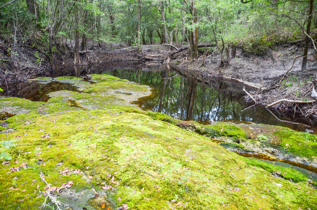 End of the line - Olustee Creek