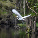 Great Egret takes to flight