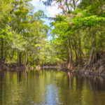 Olustee Creek