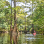 Paddling the Santa Fe River at Oleno