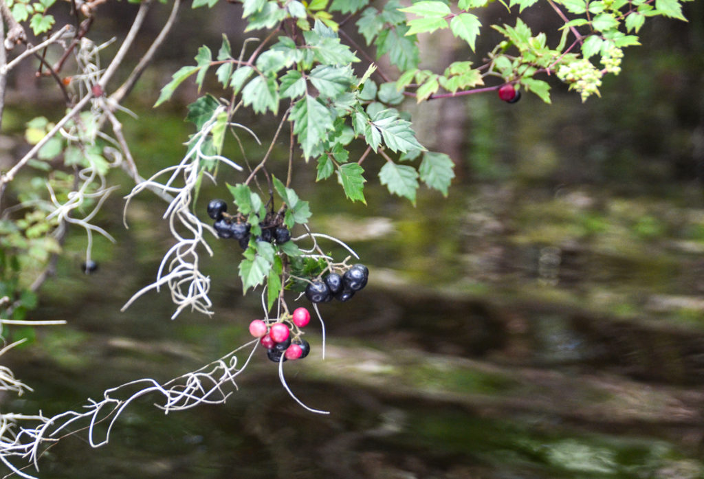 Peppervine - Ampelopsis arborea