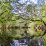 River Birch Canopy