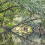 River Birch Overhang