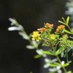 Shrubby St. Johns Wort - Hypericum prolificum