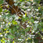 Wild Grapes - Upper Santa Fe River