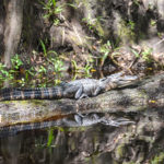 Young Gator near Oleno