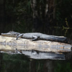 A Young Durbin Creek Gator