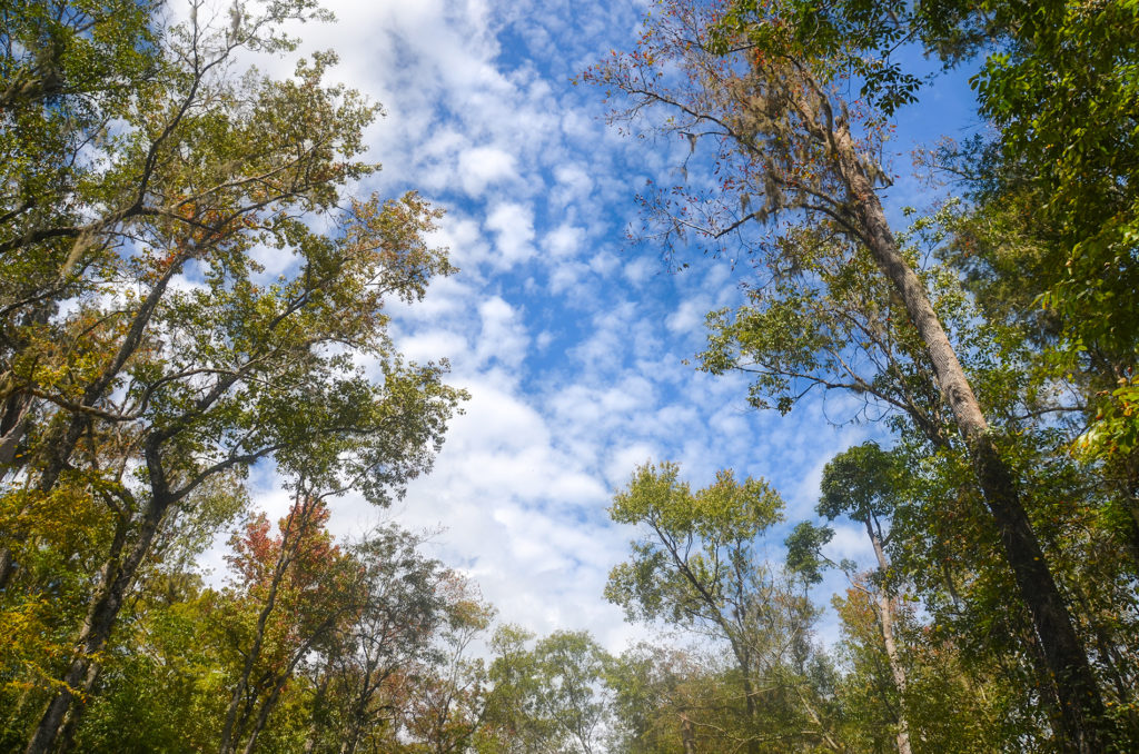 Above Durbin Creek