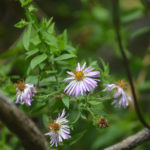 Asters along Durbin Creek