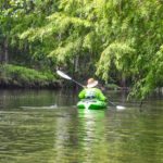 Paddling under a Bald Cypress