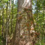 Cypress Tree 10' Diameter at waterline