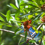 Dahoon Holly - Ocklawaha River