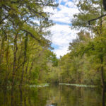 Durbin Creek Landscape