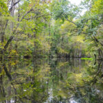 Durbin Creek Reflection