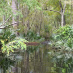 Hiking Trail at old Russell Sampson Road