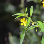 Mexican Primrose Willow - Ludwigia octovalvis