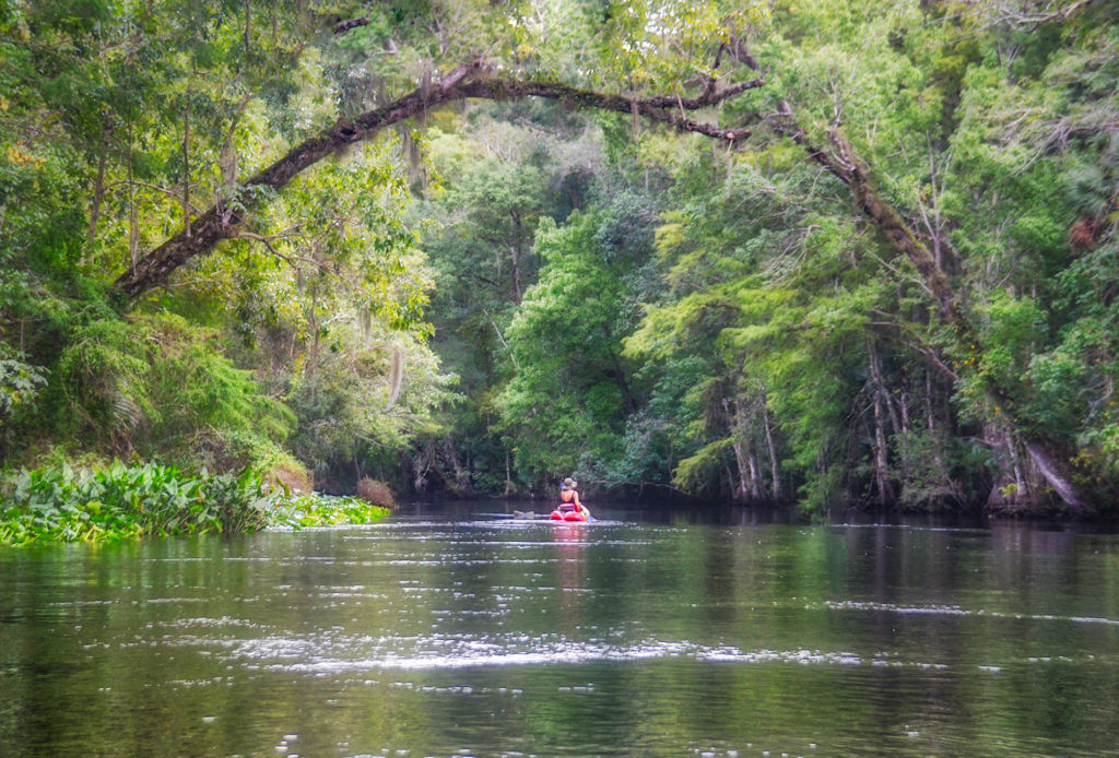 Paddling the Ocklawaha River