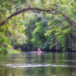 Paddling the Ocklawaha River