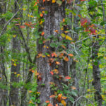 Poison Oak on Durbin Creek