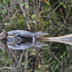 Small Gator on Durbin Creek