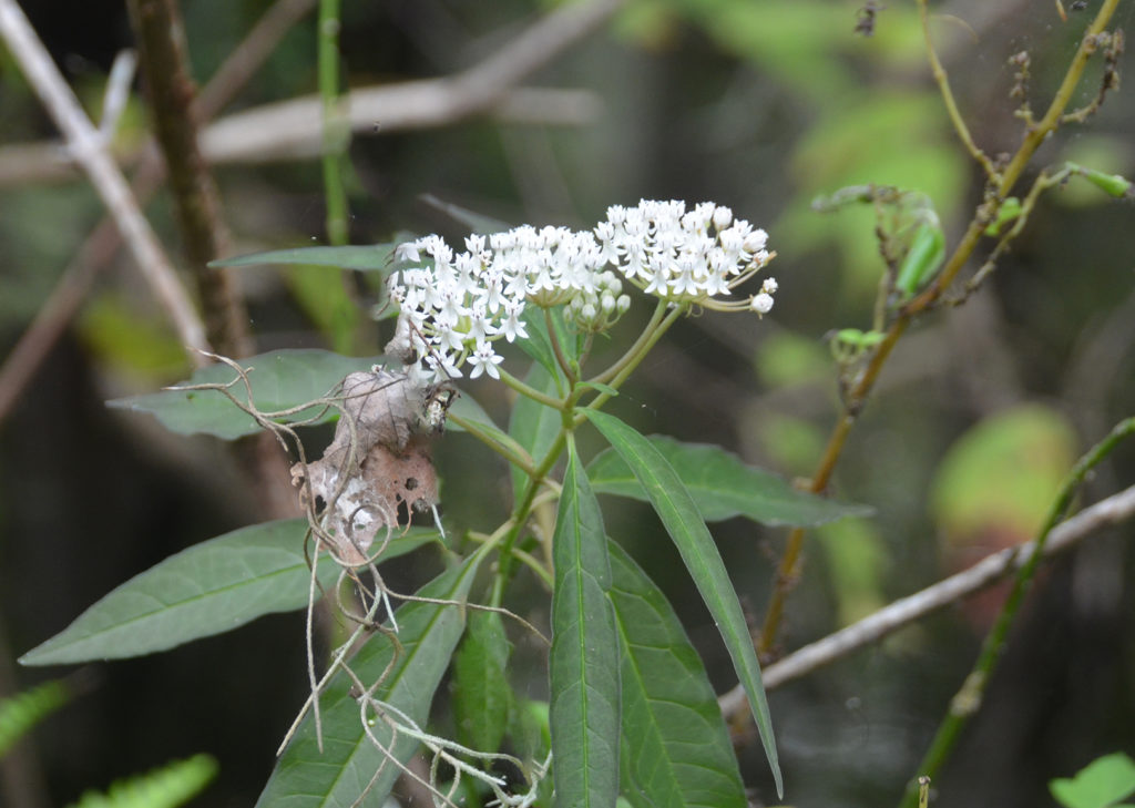 Swamp Milkweed - Durbin Creek