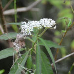 Swamp Milkweed - Durbin Creek