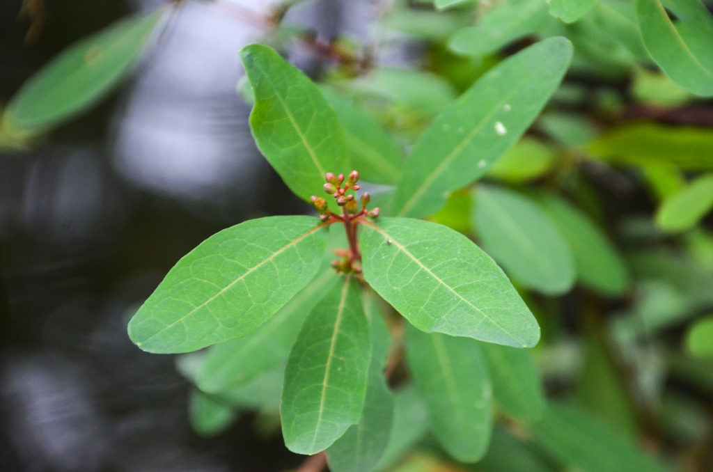 Virginia Marsh-St. Johns Wort - Triadenum virginicum