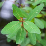 Virginia Marsh-St. Johns Wort - Triadenum virginicum