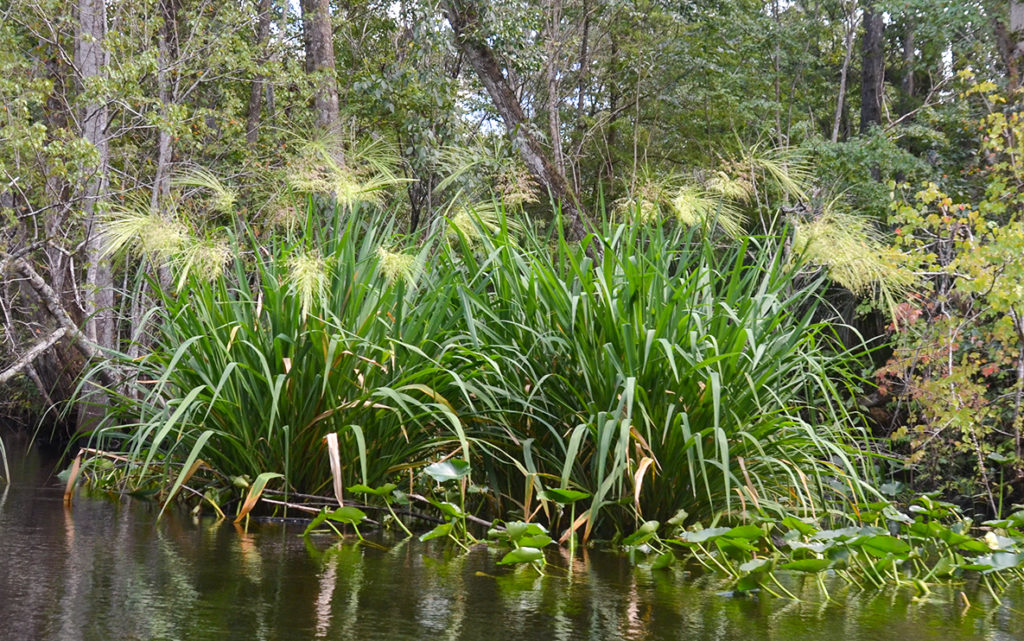 Wild Rice – Zizania aquatica - Ocklawaha River