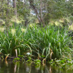 Wild Rice – Zizania aquatica - Ocklawaha River