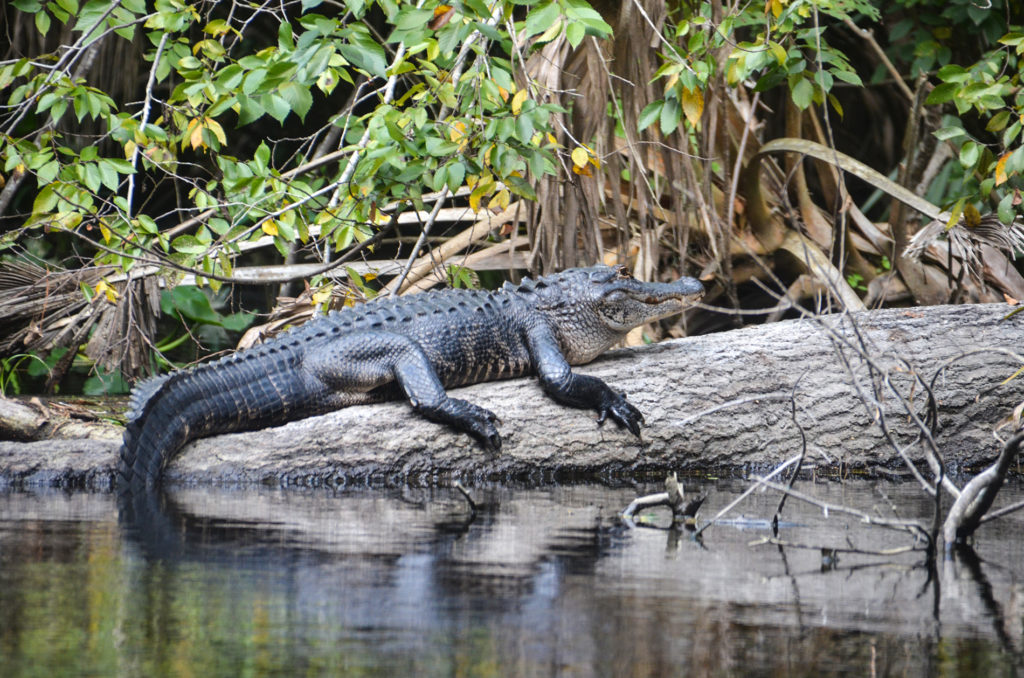 Young Ocklawaha Gator