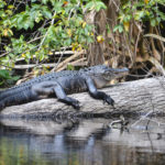 Young Ocklawaha Gator