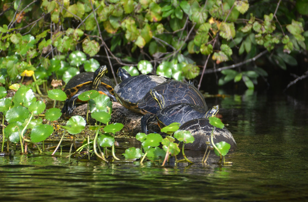 Cluster on the Creek