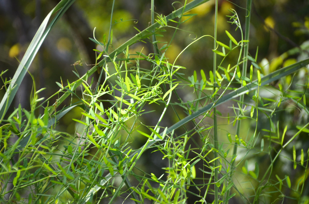 Lentil Vetch - Vicia tetrasperma