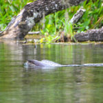Otter swims across the creek