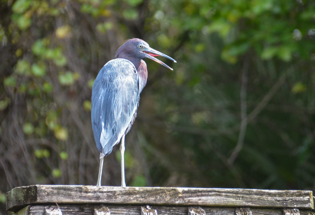 Tri-Colored Heron on the Deck
