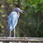 Tri-Colored Heron on the Deck