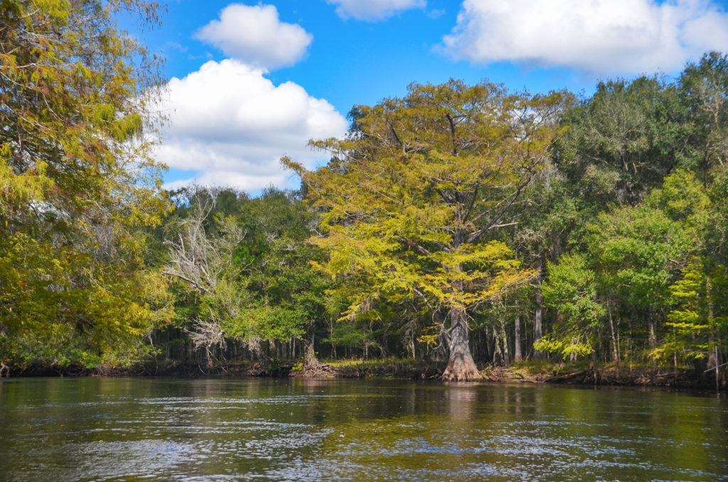 A Withlacoochee Cypress
