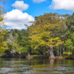 A Withlacoochee Cypress